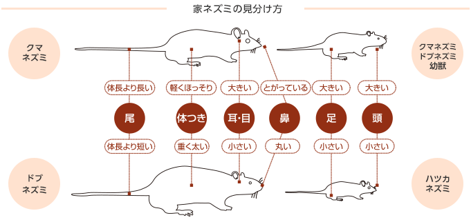 家ネズミの見分け方